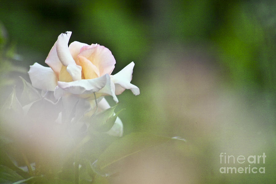 Rose Photograph - Rose Flower #2 by Heiko Koehrer-Wagner