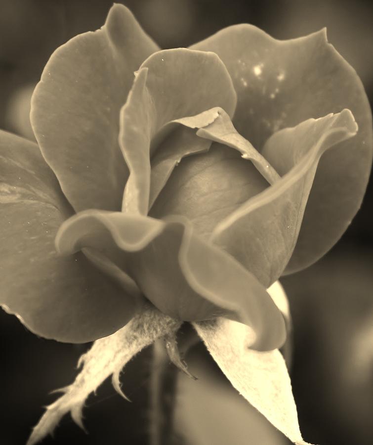 Rose in Sepia #2 Photograph by Bruce Bley