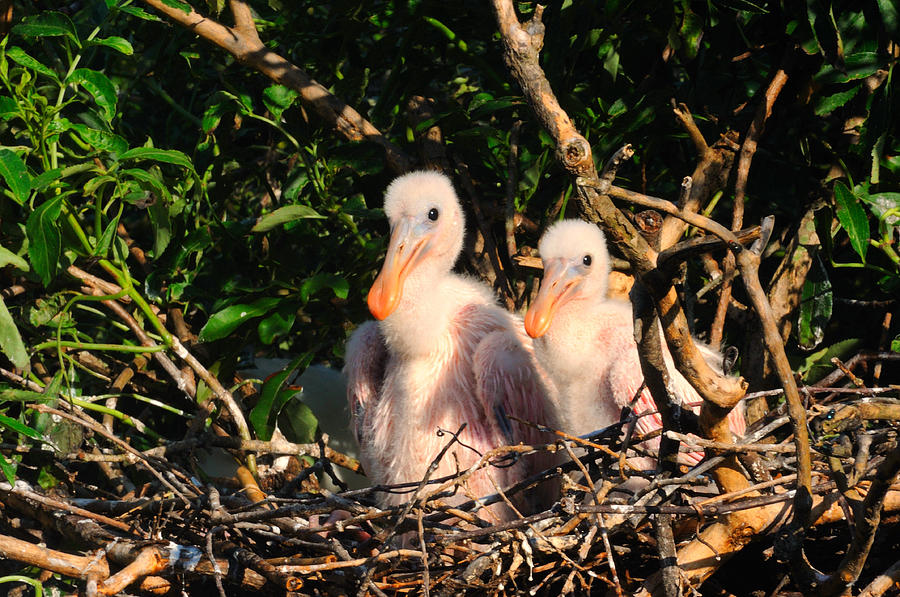 Roseate Spoonbill Chicks #2 Photograph by Ernst Schwarz - Fine Art America