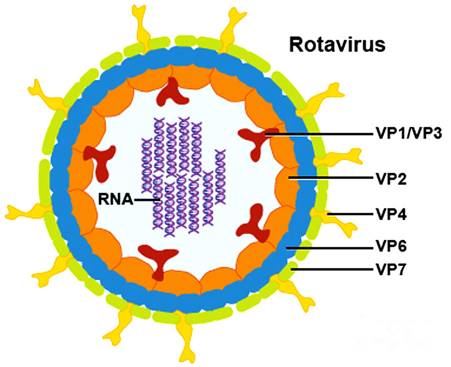 Rotavirus #2 Photograph by Science Source