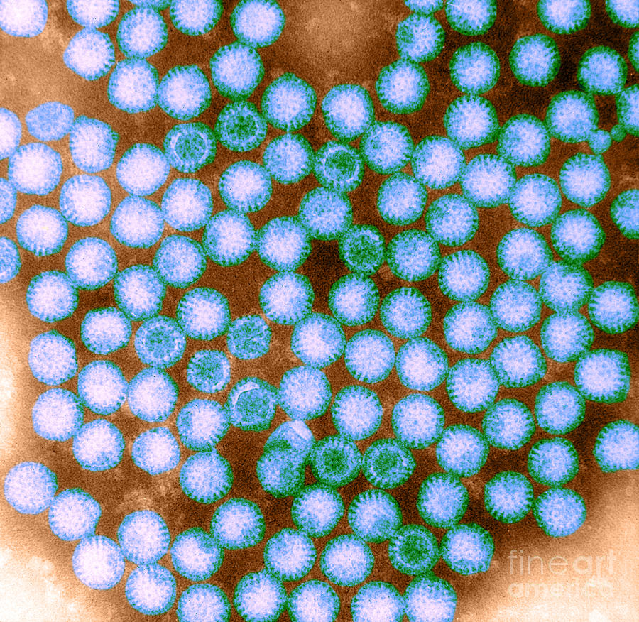 Rotavirus, Tem #2 Photograph by ASM/Science Source