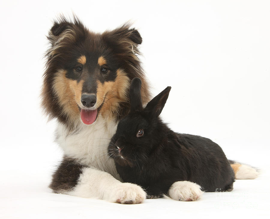 Nature Photograph - Rough Collie With Black Rabbit #2 by Mark Taylor