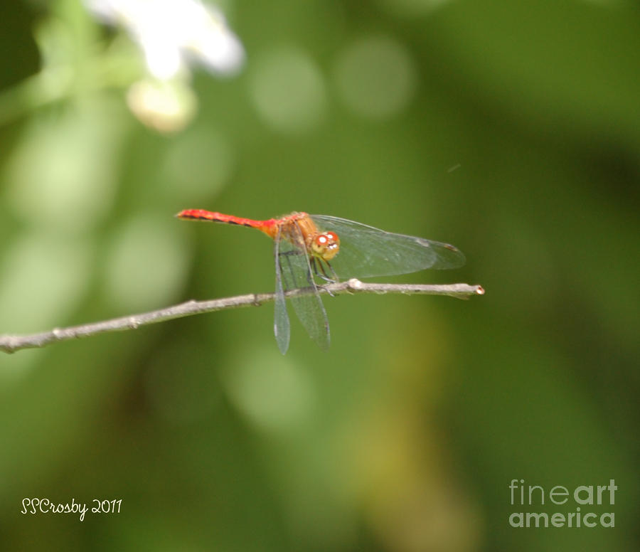 Ruby Meadowhawk Dragonfly #2 Photograph by Susan Stevens Crosby