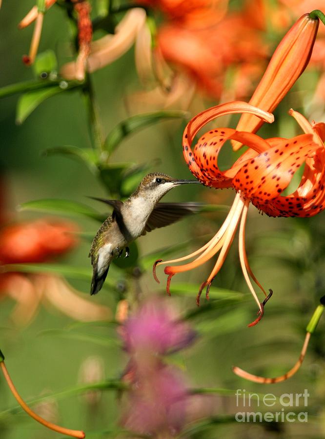 Ruby-throated Hummingbird #2 Photograph by Jack R Brock