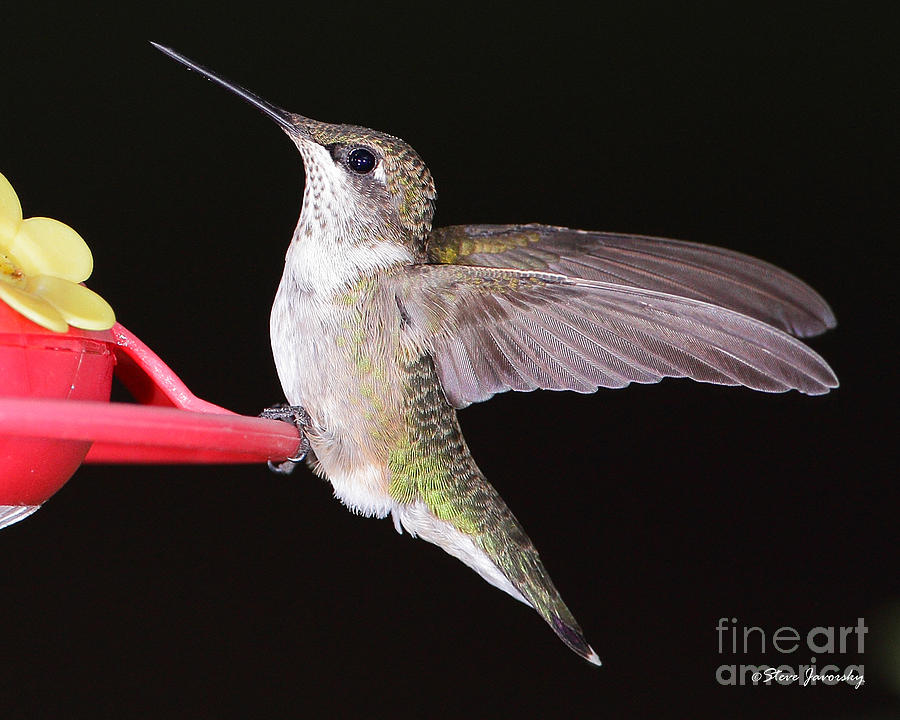Ruby Throated Hummingbird #2 Photograph by Steve Javorsky