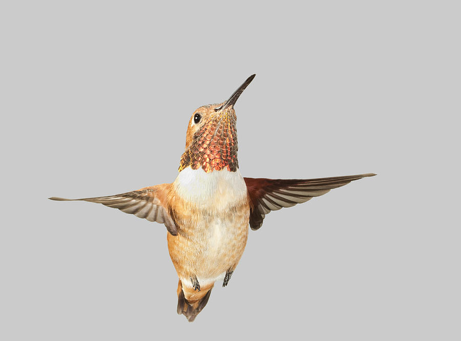 Hummingbird Photograph - Rufous Hummingbird #2 by Gregory Scott