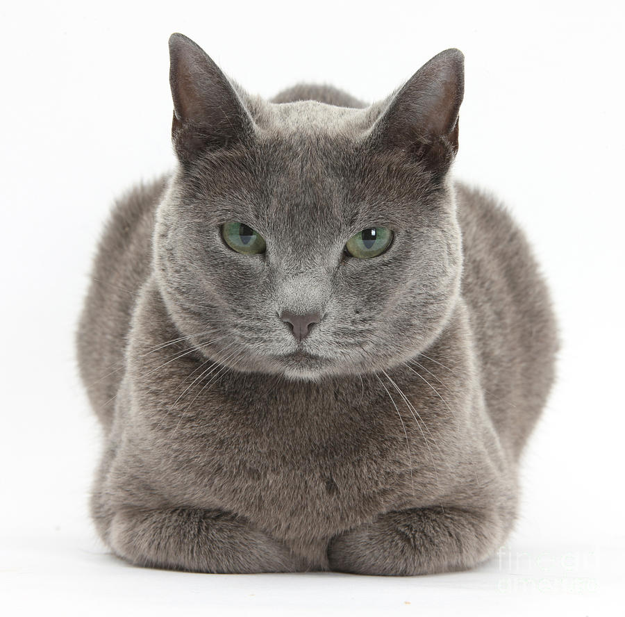 Russian Blue Cat #2  by Mark Taylor