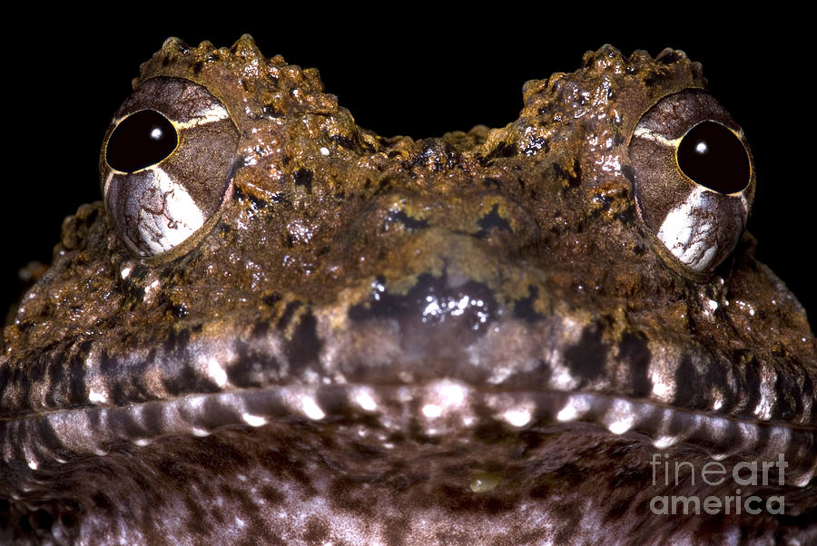 Rusty Robber Frog #2 Photograph by Dante Fenolio