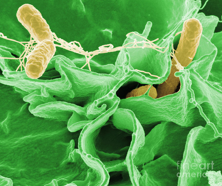 Salmonella Bacteria #2 Photograph by Science Source