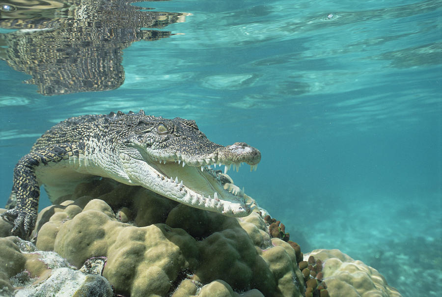 Saltwater Crocodile Crocodylus Porosus #1 Photograph by Mike Parry