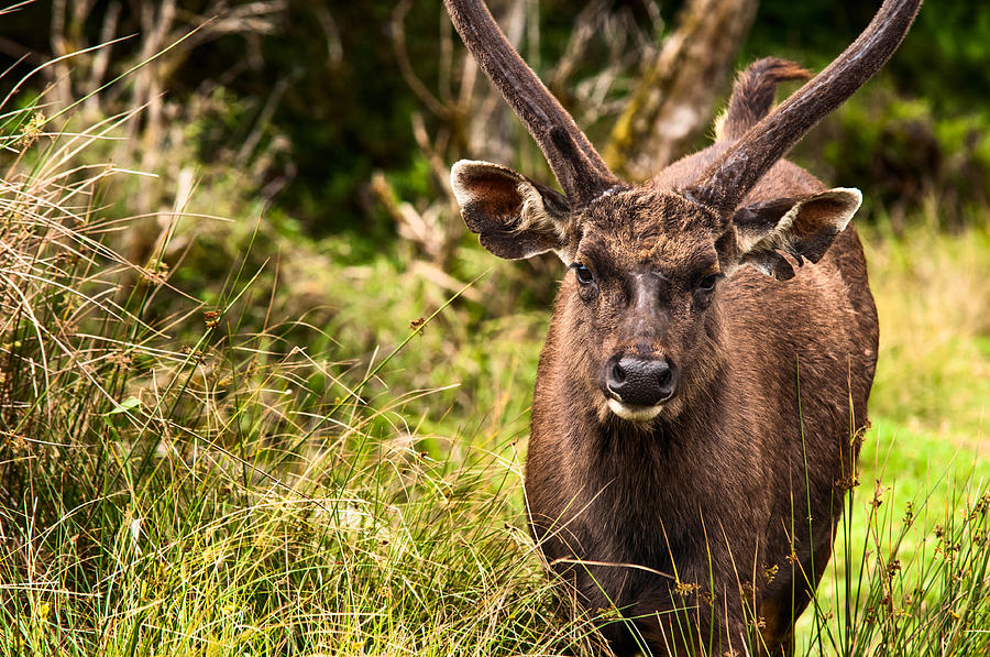 Sambar Deer. Horton Plains National Park. Sri Lanka #3 Photograph by Jenny Rainbow