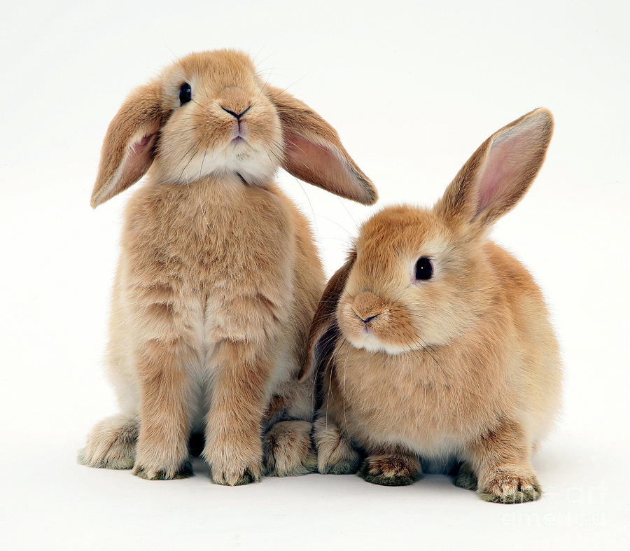 Sandy Lop Rabbits Photograph by Jane Burton