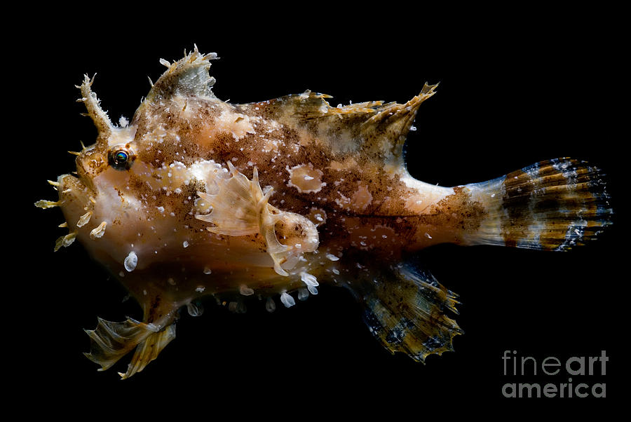 Sargassumfish #2 Photograph by Dant Fenolio