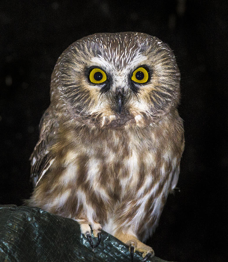 Owl Photograph - Saw-Whet #2 by Jean Noren