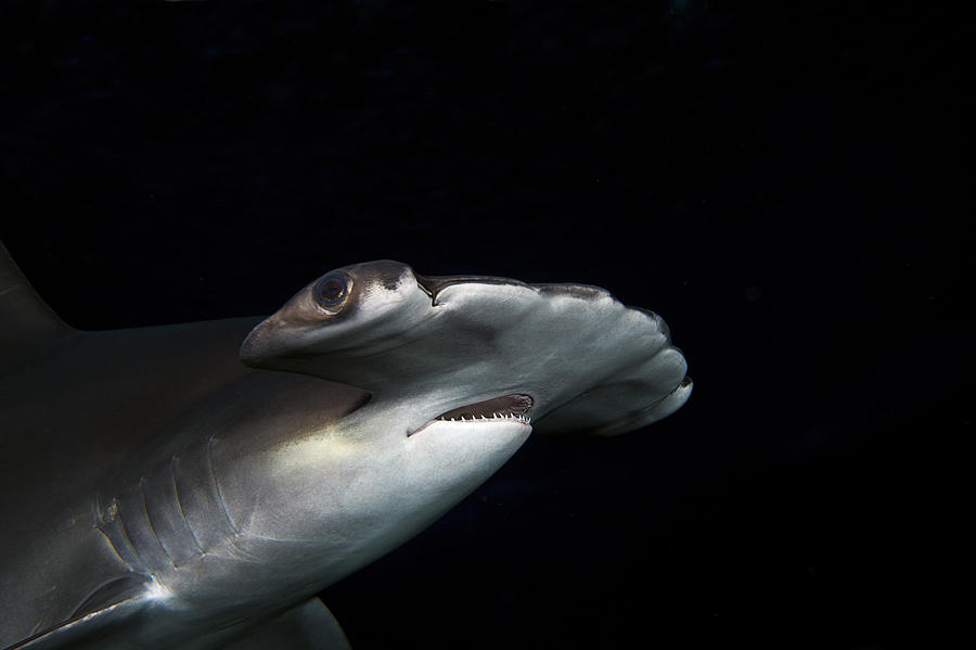 Scalloped Hammerhead Shark #2 Photograph by Dave Fleetham
