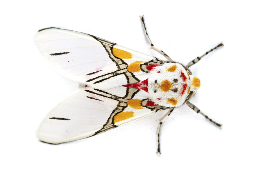 Scape Moth Barbilla Np Costa Rica #2 Photograph by Piotr Naskrecki