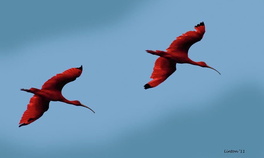 Scarlet Ibis Photograph by Larry Linton