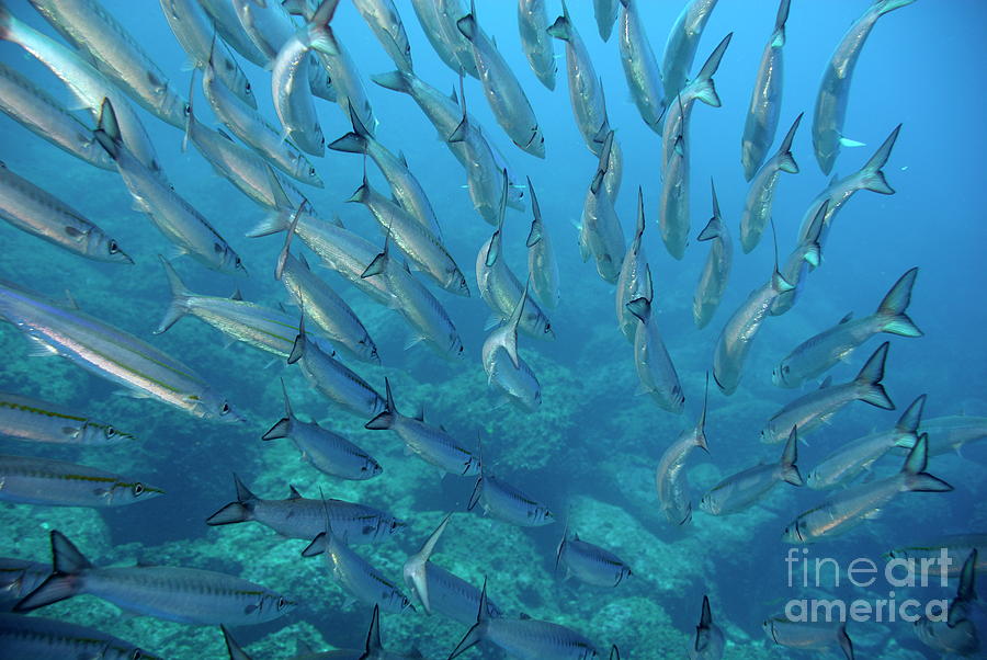 Fish Photograph - School of Pelican Barracudas #2 by Sami Sarkis