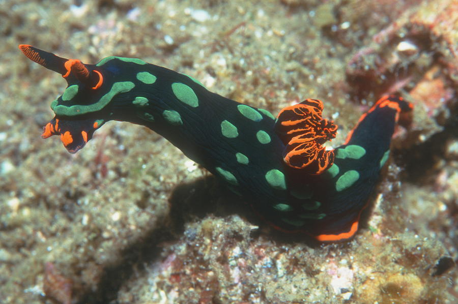 sanei boeki sea slug