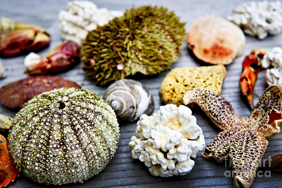 Shell Photograph - Sea treasures 1 by Elena Elisseeva