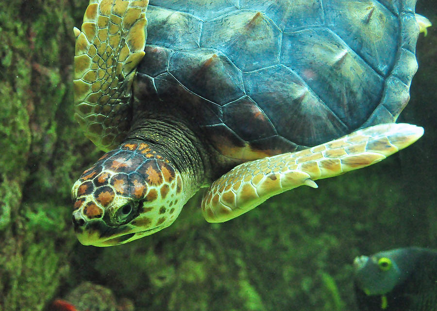 Sea Turtle #2 Photograph by Susan Cliett