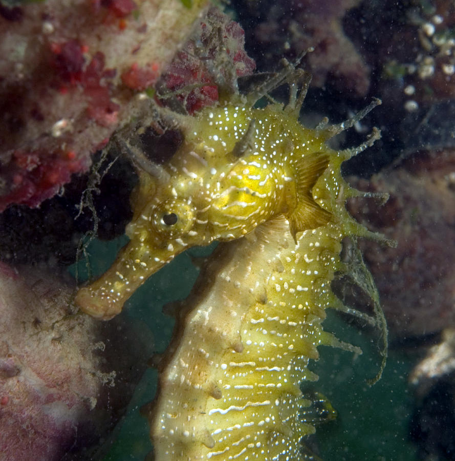 Seahorse Photograph by Louise Murray