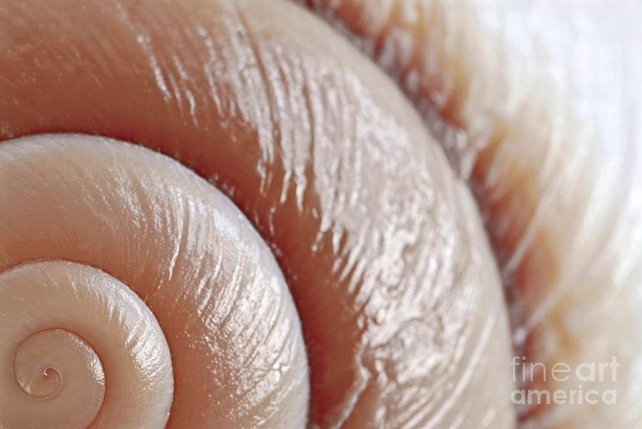 Shell Photograph - Seashell surface 3 by Elena Elisseeva