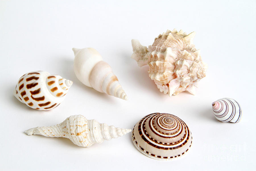 Seashells #2 Photograph by Photo Researchers