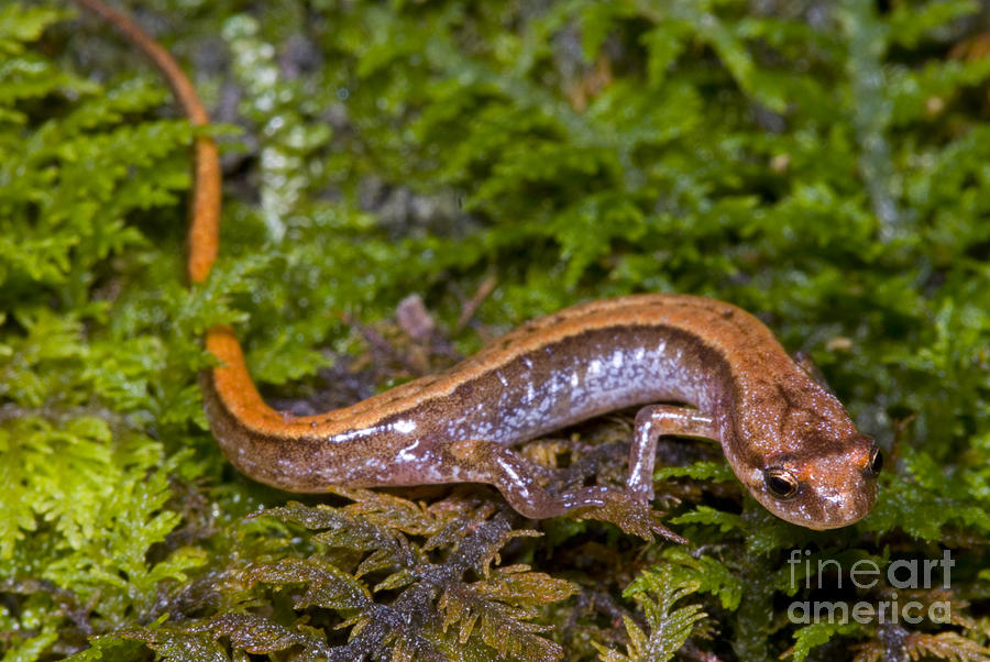 Seepage Salamander #2 Photograph by Dante Fenolio