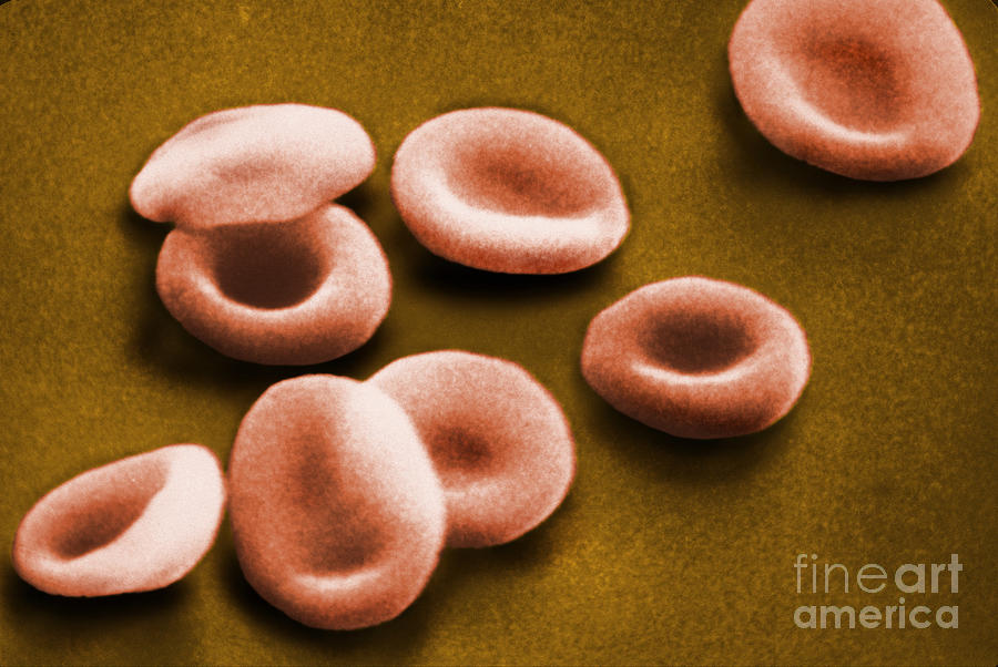 Circulatory System Photograph - Sem Of Red Blood Cells #2 by Omikron