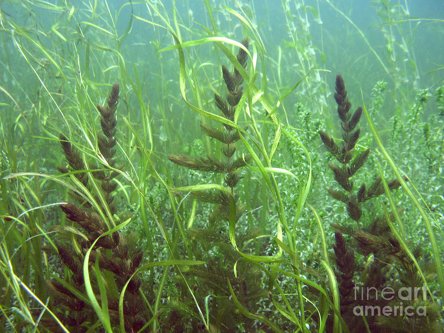 freshwater seaweed
