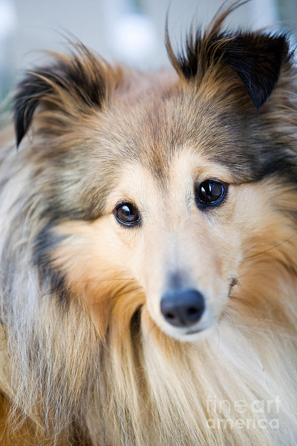 Sheltie #2 Photograph by Kati Finell