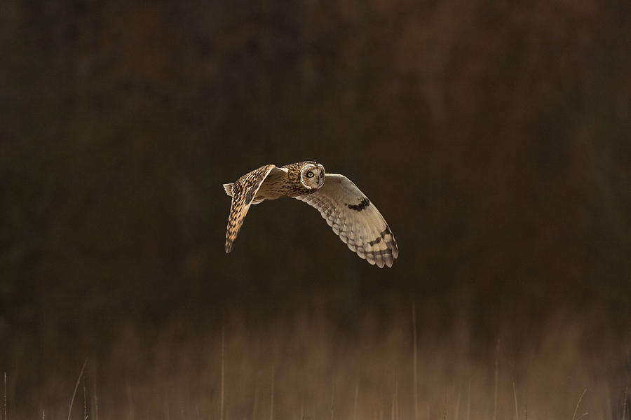 Short Eared Owl #2 Photograph by Paul Scoullar