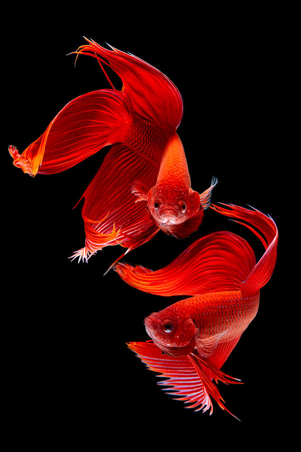 Fish Photograph - Siamese Fish #2 by Subpong Ittitanakul