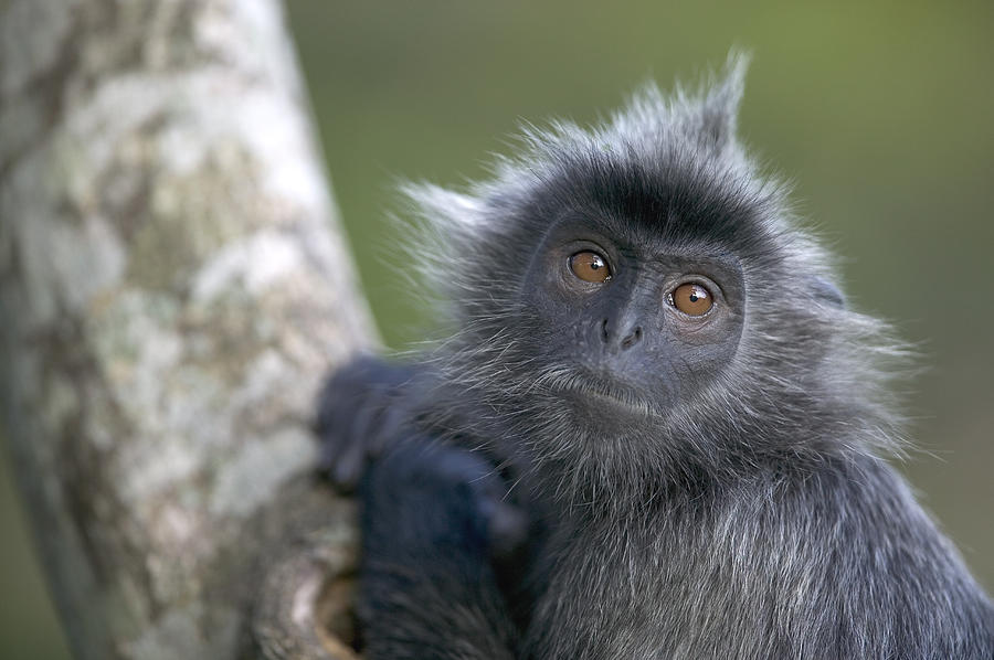 Silvered Leaf Monkey Trachypithecus #2 Photograph by Cyril Ruoso