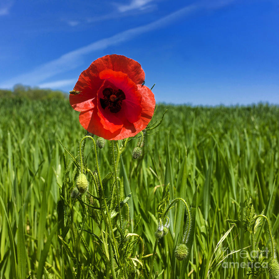 Space Photograph - Single Poppy flower  in a field of wheat #2 by Bernard Jaubert