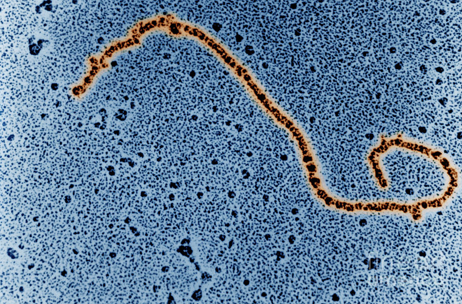 Single Strand Of Dna #2 Photograph by Science Source