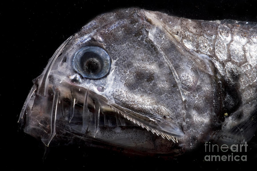 Sloanes Viperfish #2 Photograph by Dante Fenolio