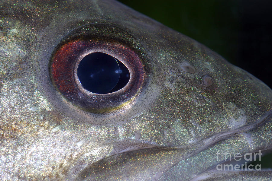 Smallmouth Bass Micropterus Dolomieu #2 Photograph by Ted Kinsman
