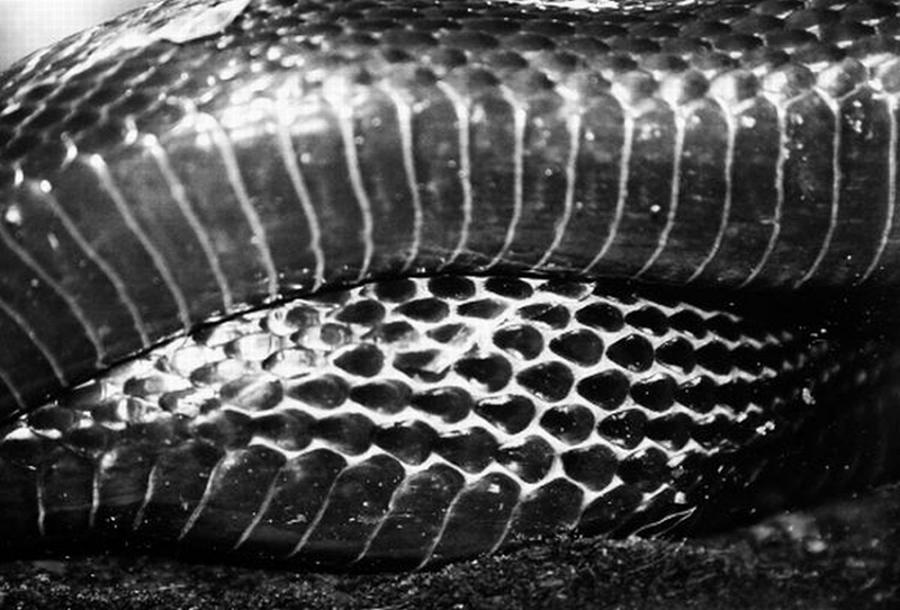 Snake #2 Photograph by Samantha Lusby