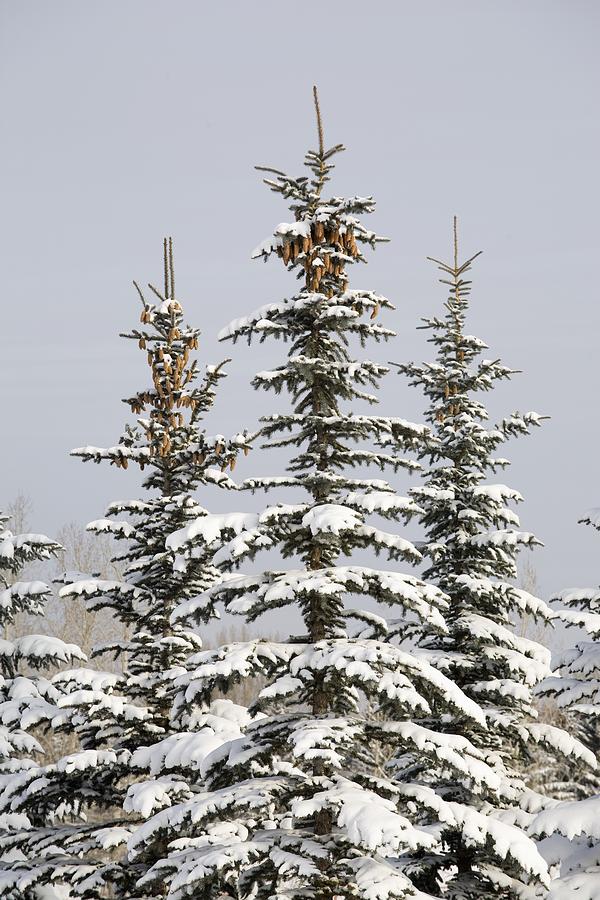 Snow Covered Evergreen Trees Calgary Photograph By Michael Interisano