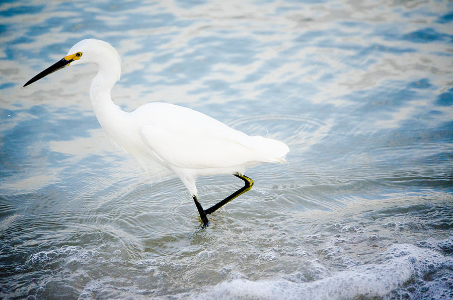 Egret Photograph - Snowy Egret #2 by Mike Rivera