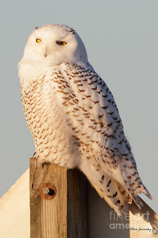 Snowy Owl #2 Photograph by Steve Javorsky