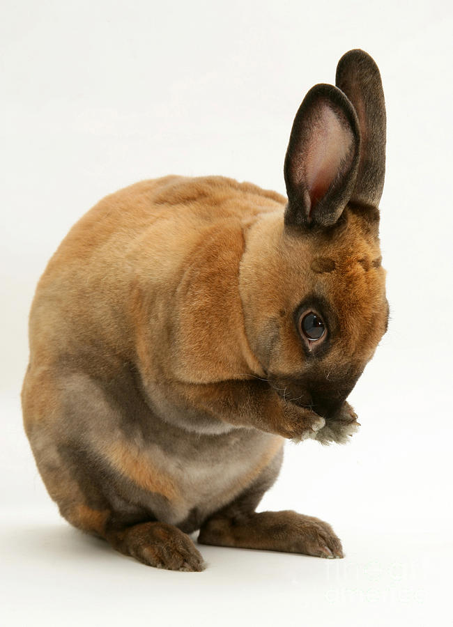 Sooty-fawn Dwarf Rex Rabbit #7 Photograph by Jane Burton