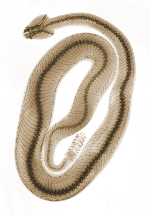 X-ray of Southern Pacific Rattlesnake #1 Photograph by Ted Kinsman