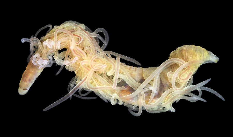 cats worms flat spaghetti
