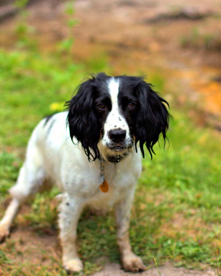 Lady the Spaniel Photograph by Marlo Horne