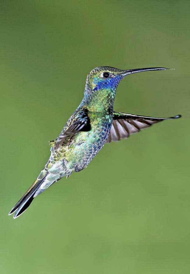 Feather Photograph - Sparkling Violetear Hummingbird #2 by Tony Camacho