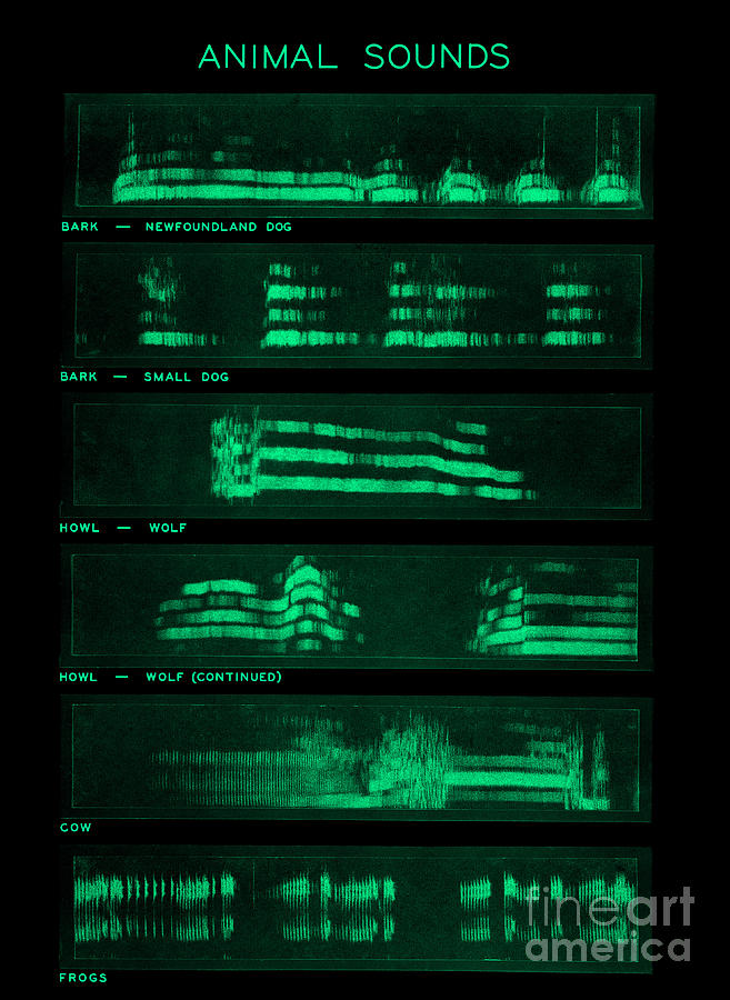 Spectrogram Of Animal Sounds #2 Photograph by Omikron