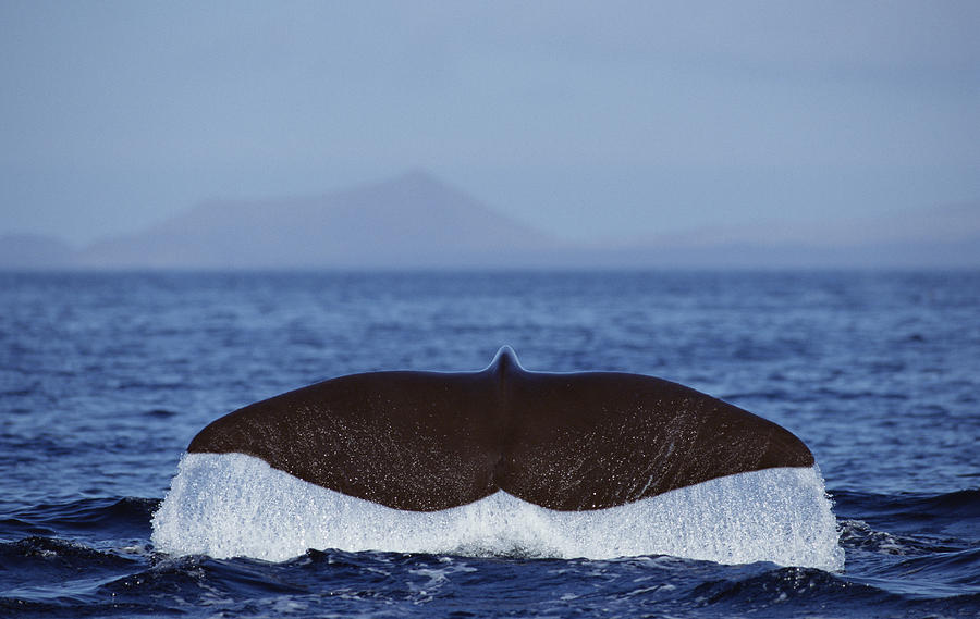 Sperm Whale Tail New Zealand #2 Photograph by Flip Nicklin